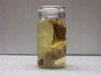 藏品(日本小褐鱈)的圖片